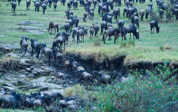 Gnuwanderung in der Masai Mara