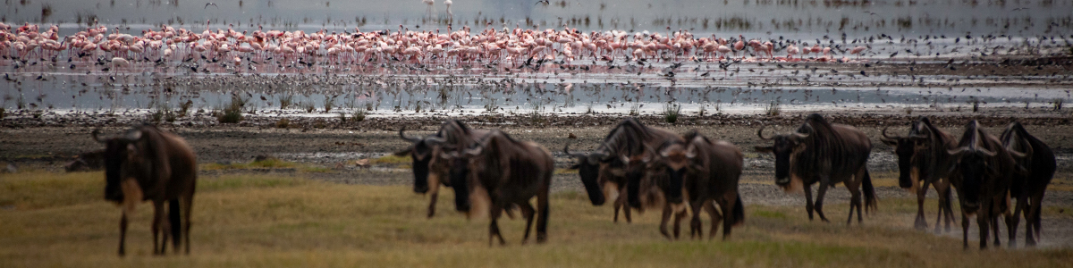 flamingos & gnus