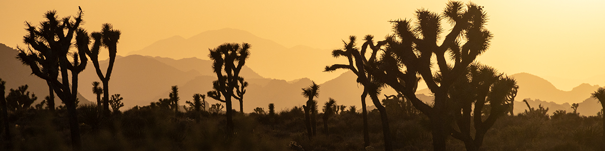 Joshua Tree National Park