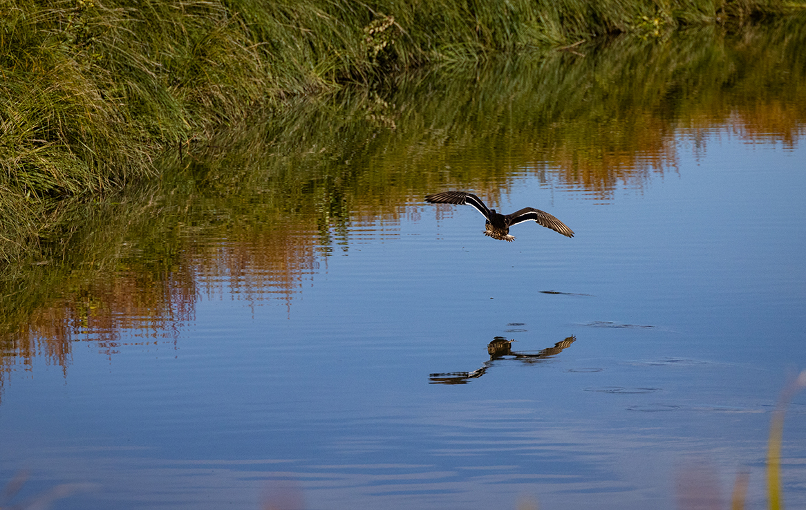 Alamosa National Wildlife Refuge
