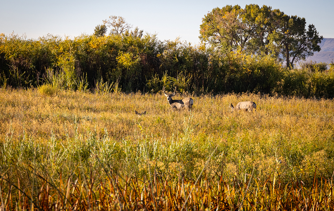 Alamosa National Wildlife Refuge