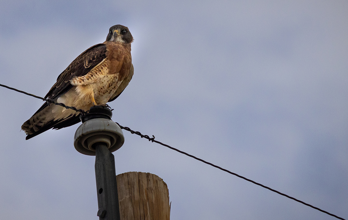 Alamosa National Wildlife Refuge