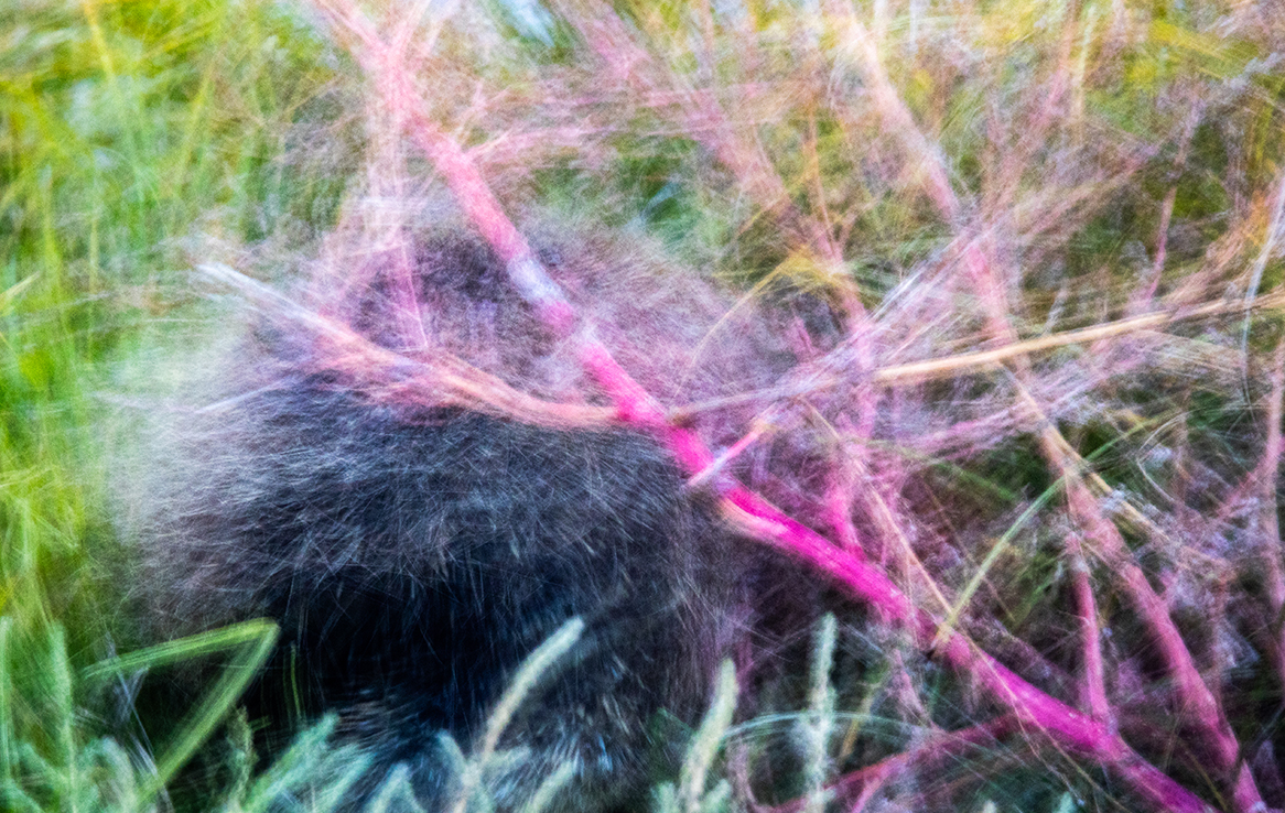 Viel zu schnelles Stachelschwein