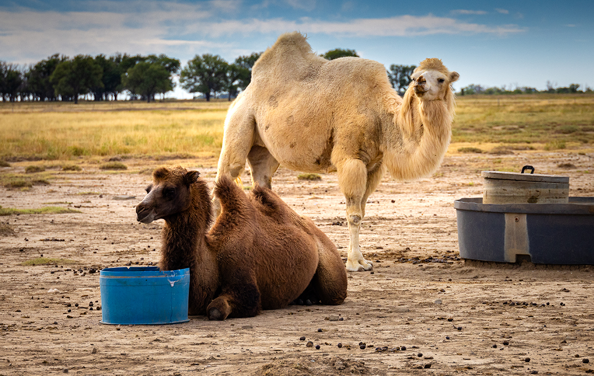Kamele beim Maxwell National Wildlife Refuge