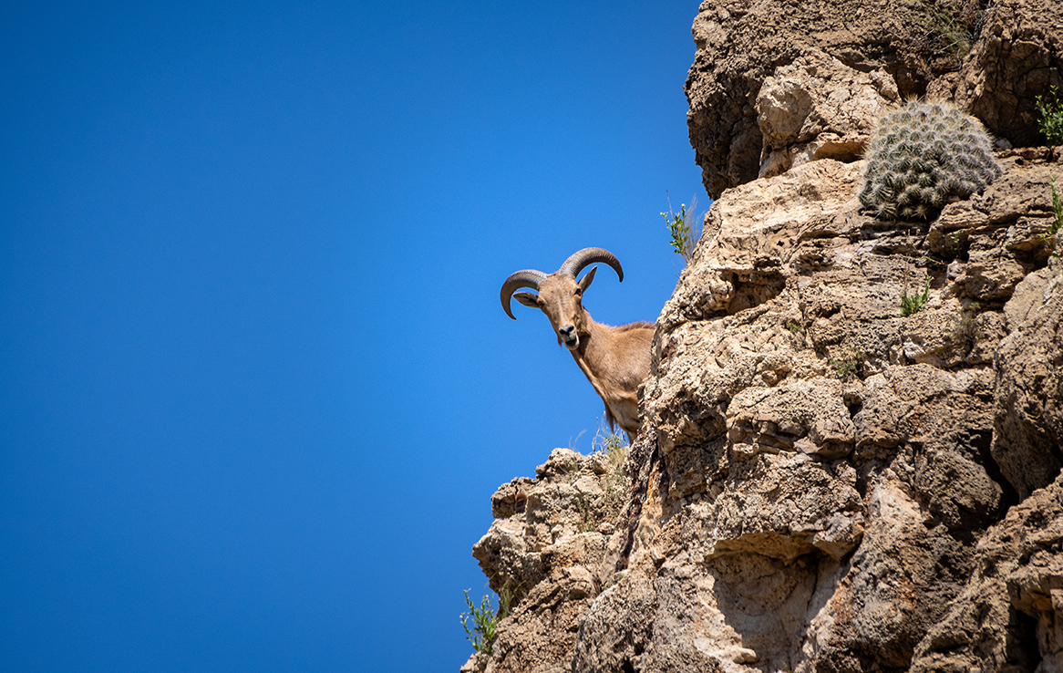 Barbery Sheep