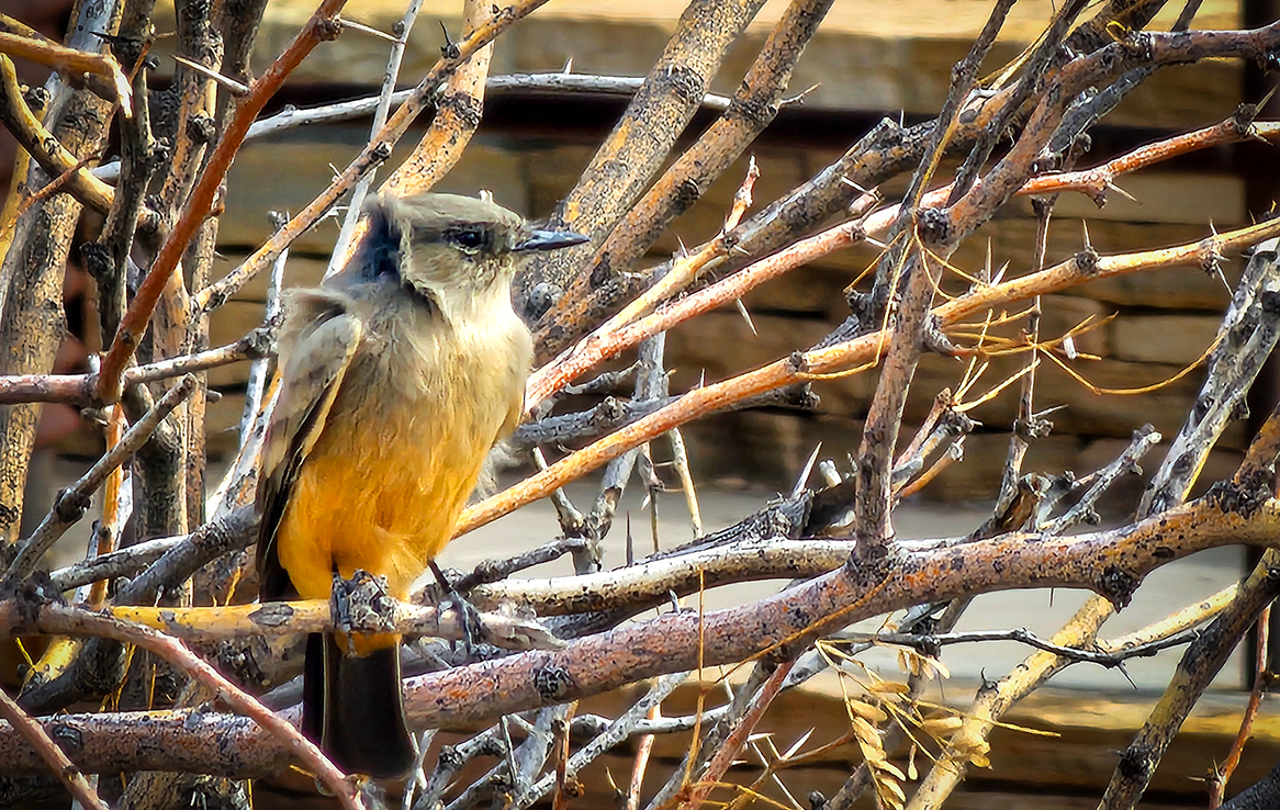 Big Bend National Park - Say’s phoebe