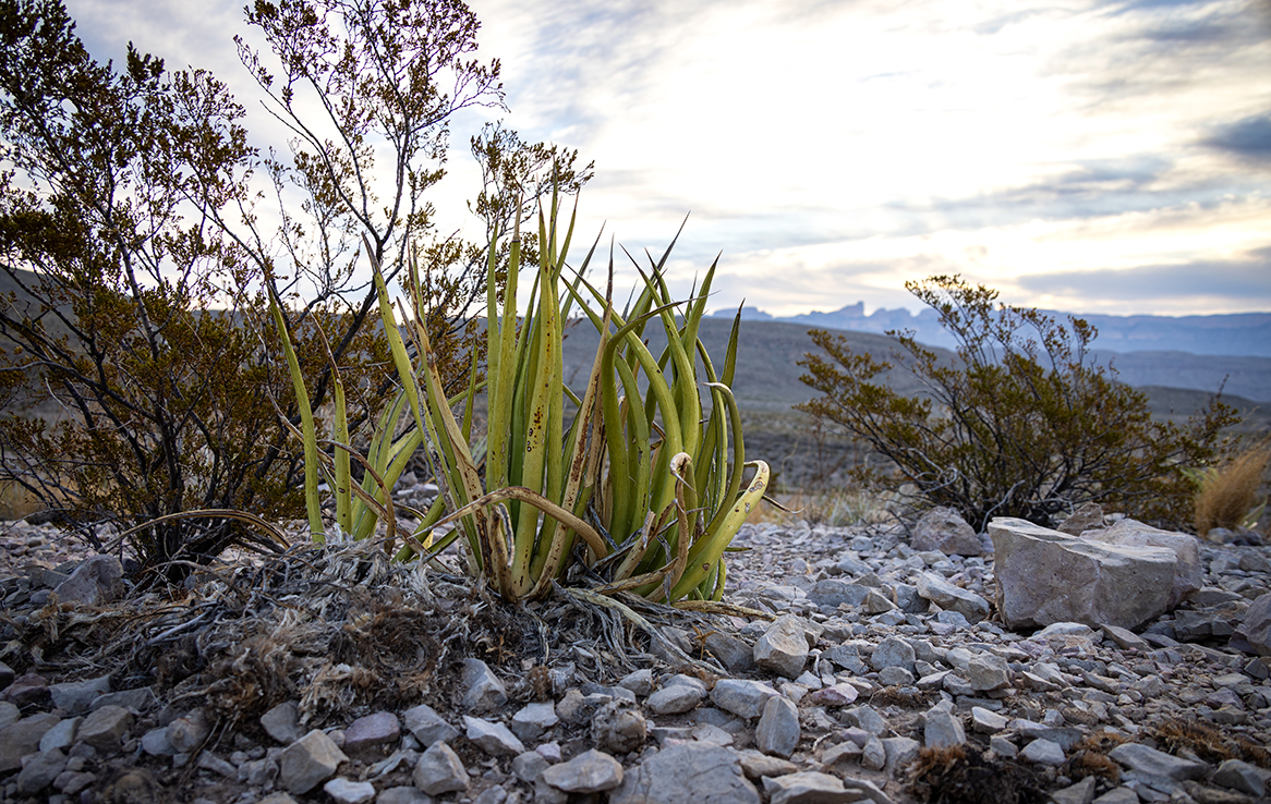 Big Bend National Park - Rio Grande Overlook