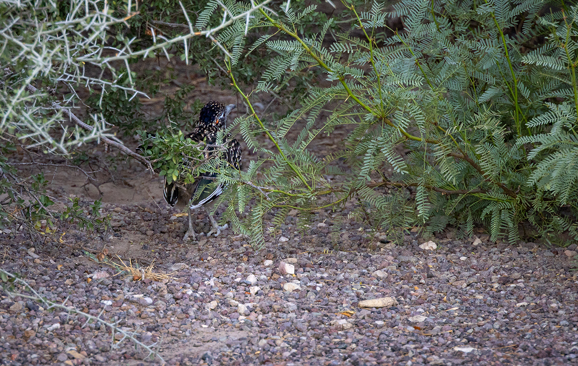 Big Bend National Park - Rio Grande Village Nature Trail