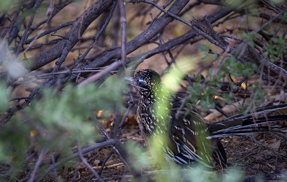 Big Bend National Park - Rio Grande Village Nature Trail