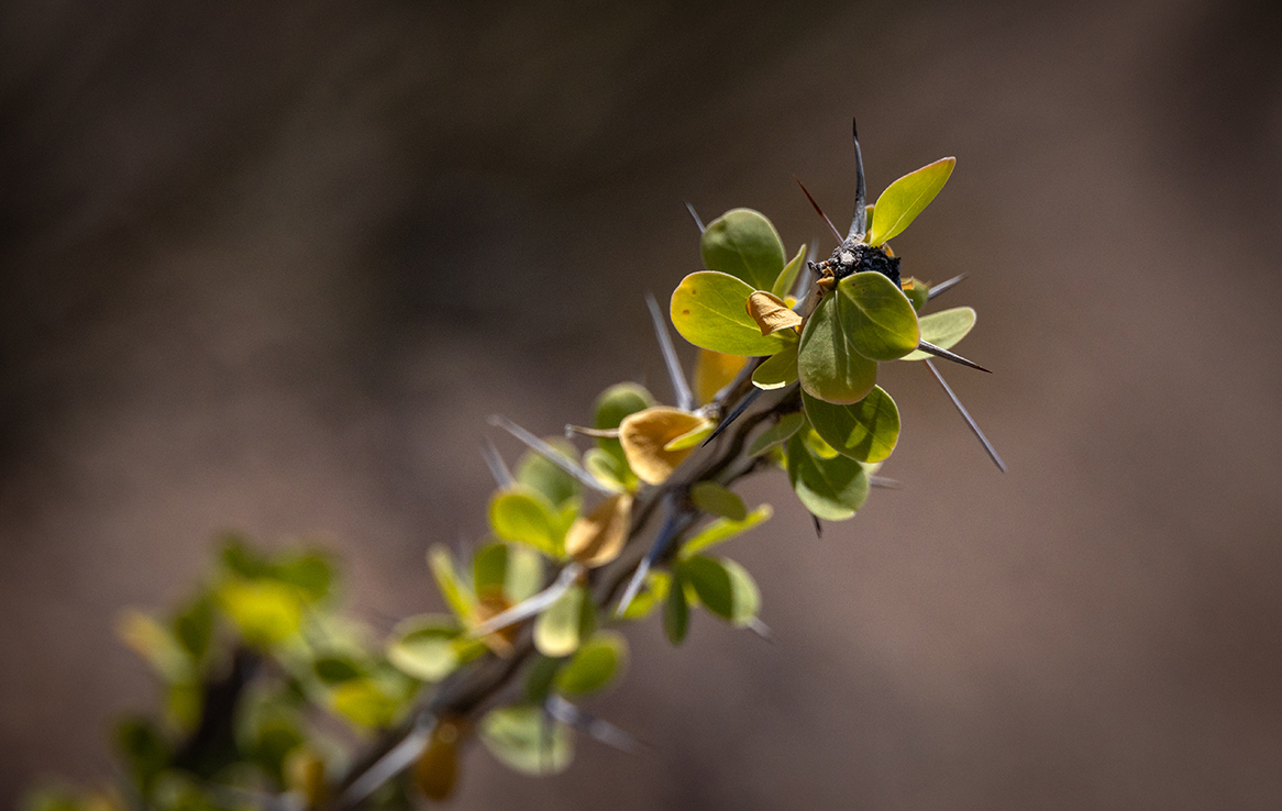 Big Bend National Park