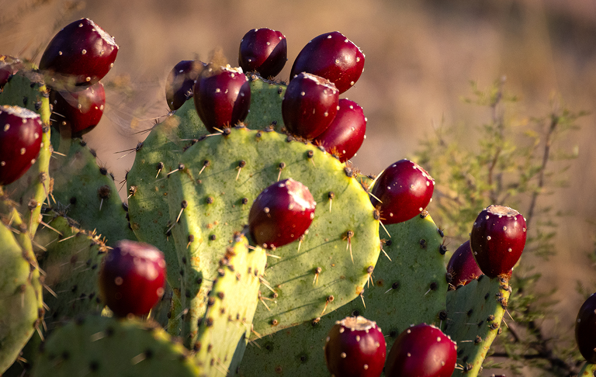 Big Bend National Park - Prickly Pears