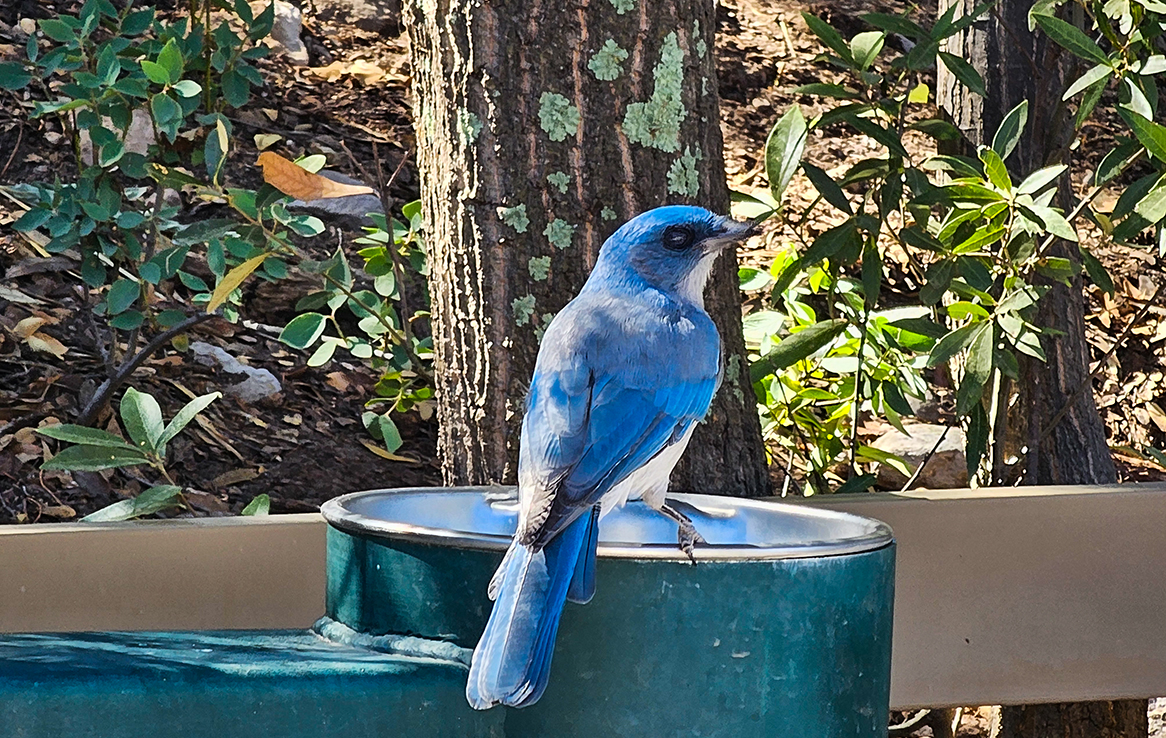 Mexican Jay