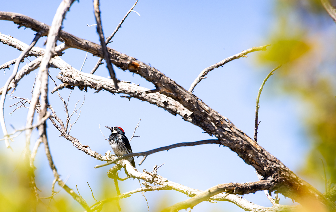 Woodpecker