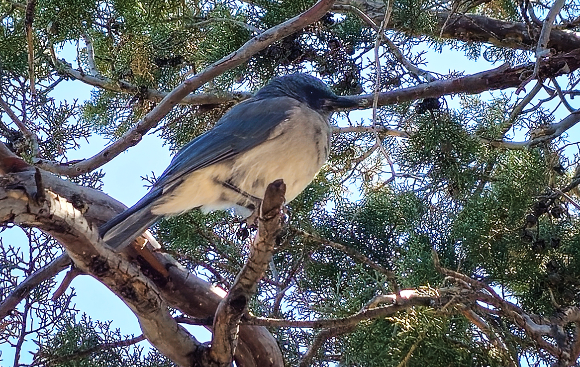 Chiricahua National Monument