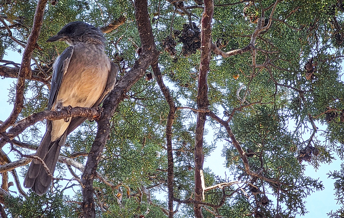 Chiricahua National Monument