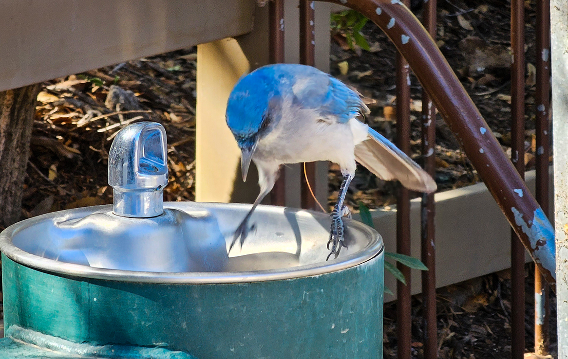 Mexican Jay