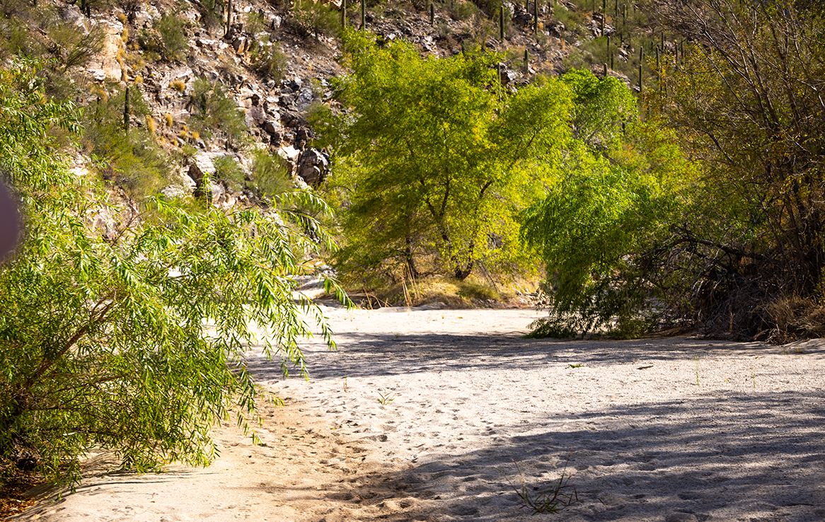 Sabino Canyon