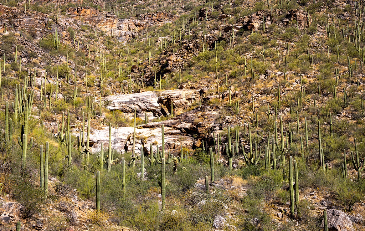 Sabino Canyon