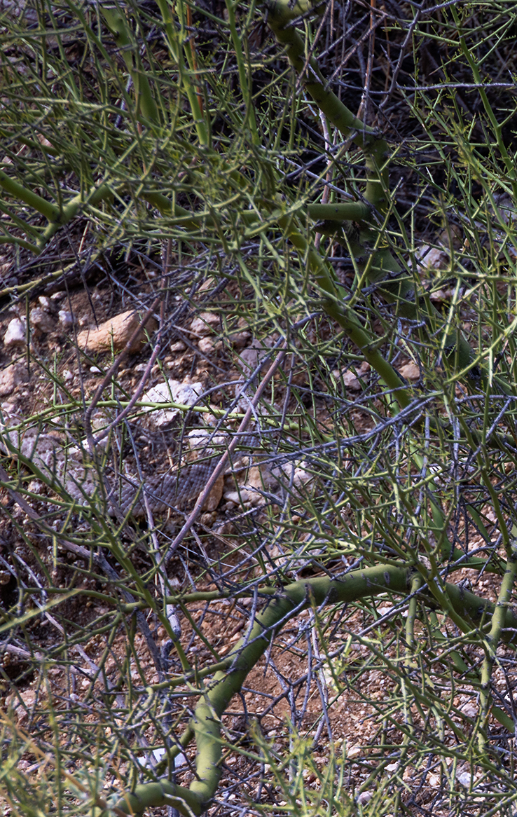 Klapperschlange im Sabino Canyon