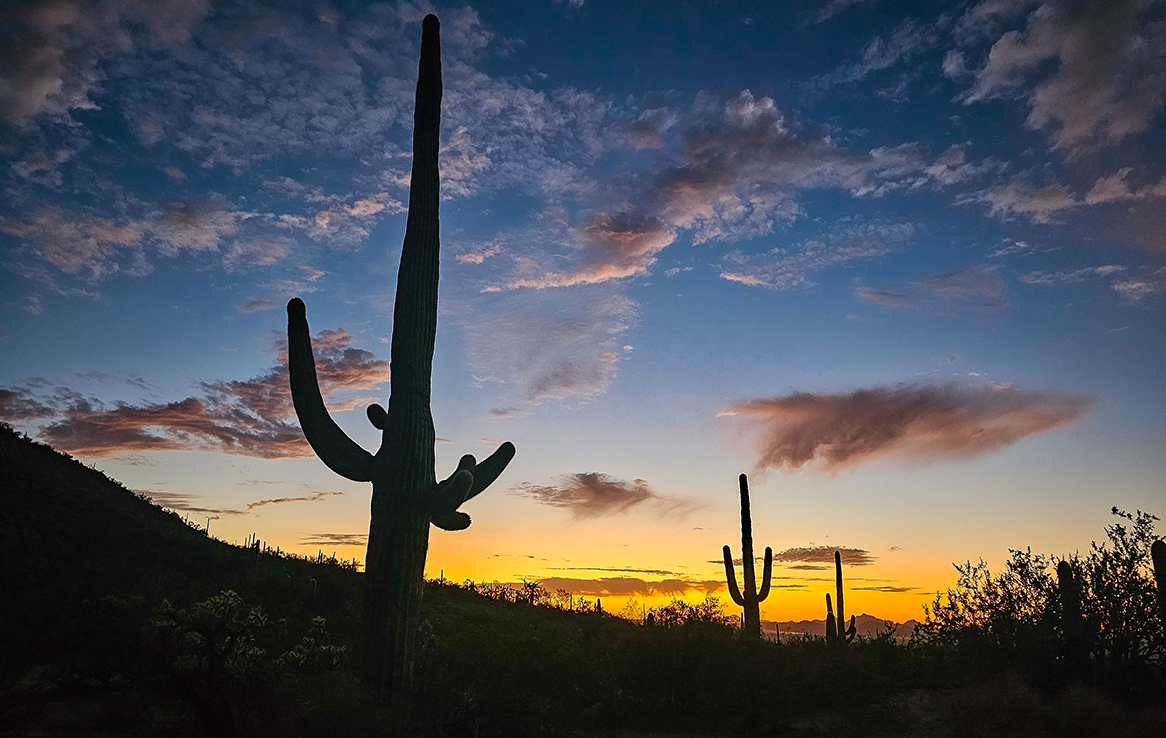 Saguaro National Park West