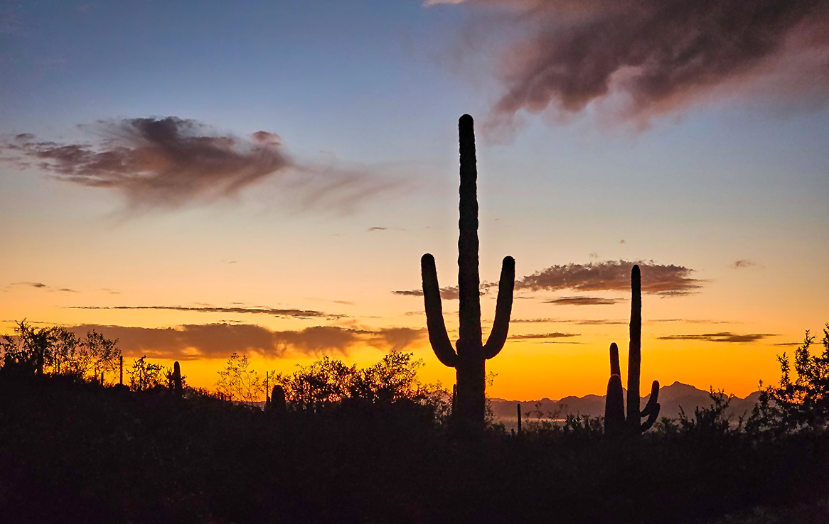 Saguaro National Park West