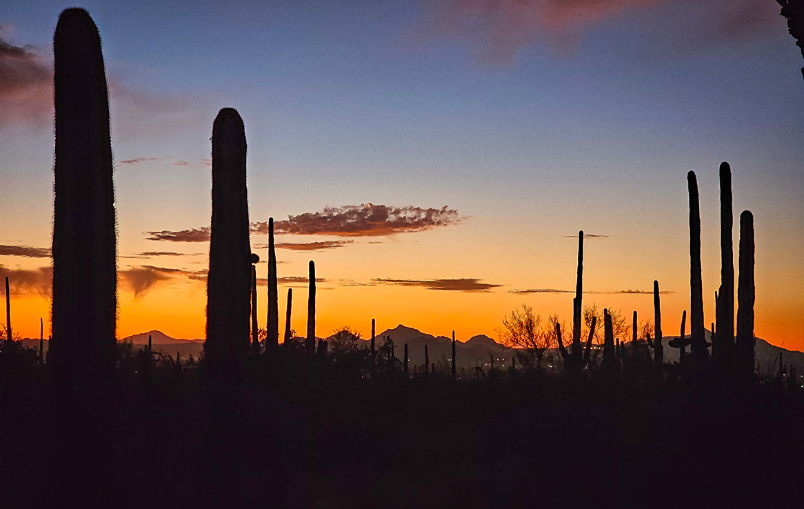 Saguaro National Park West