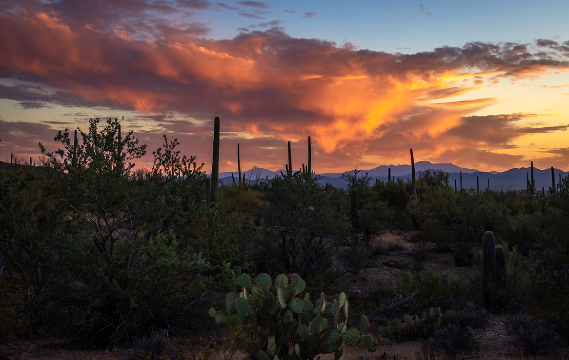 Saguaro National Park West