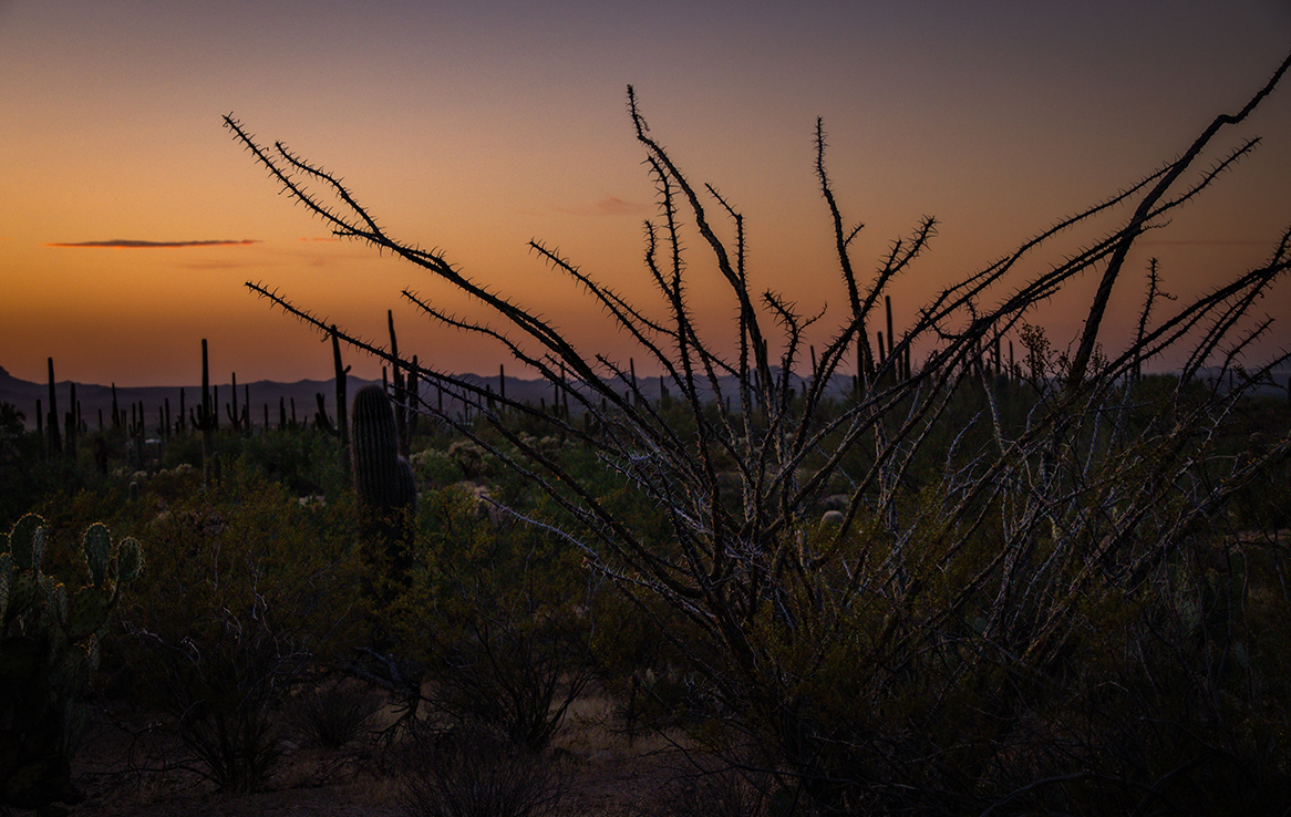 Saguaro National Park West