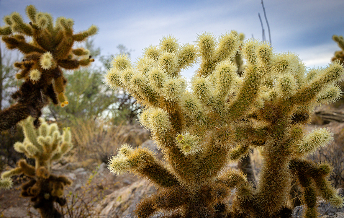 Saguaro National Park Ost