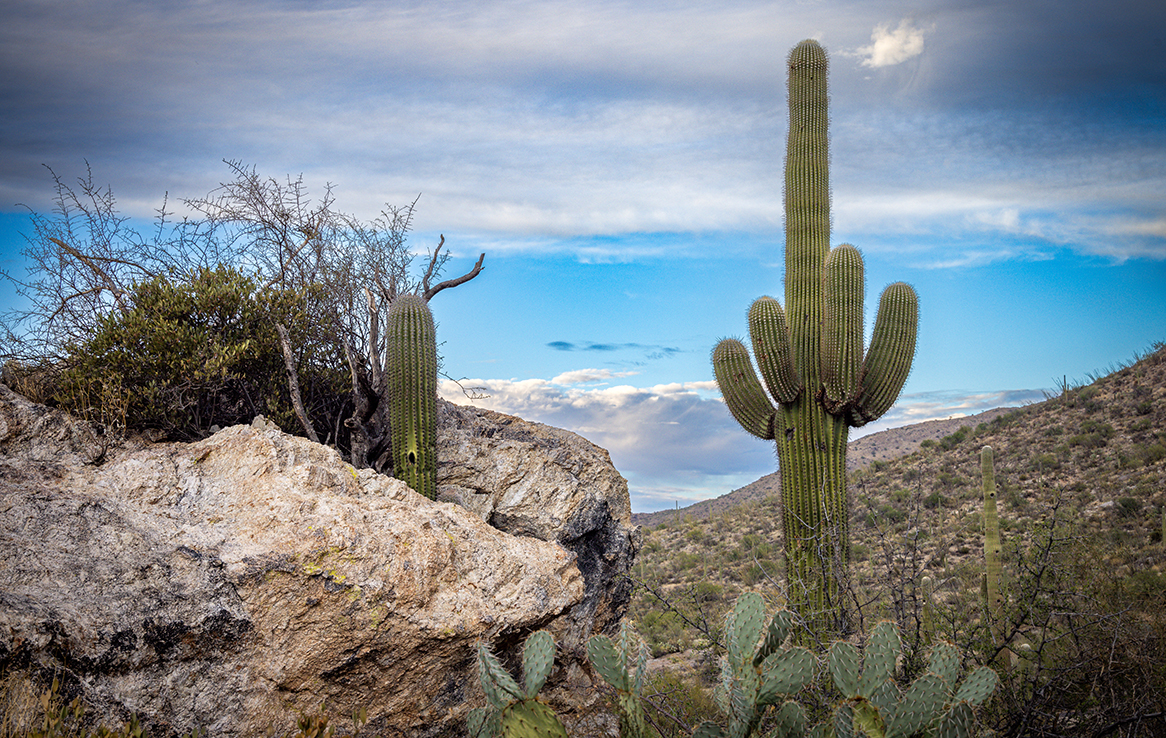 Saguaro National Park Ost