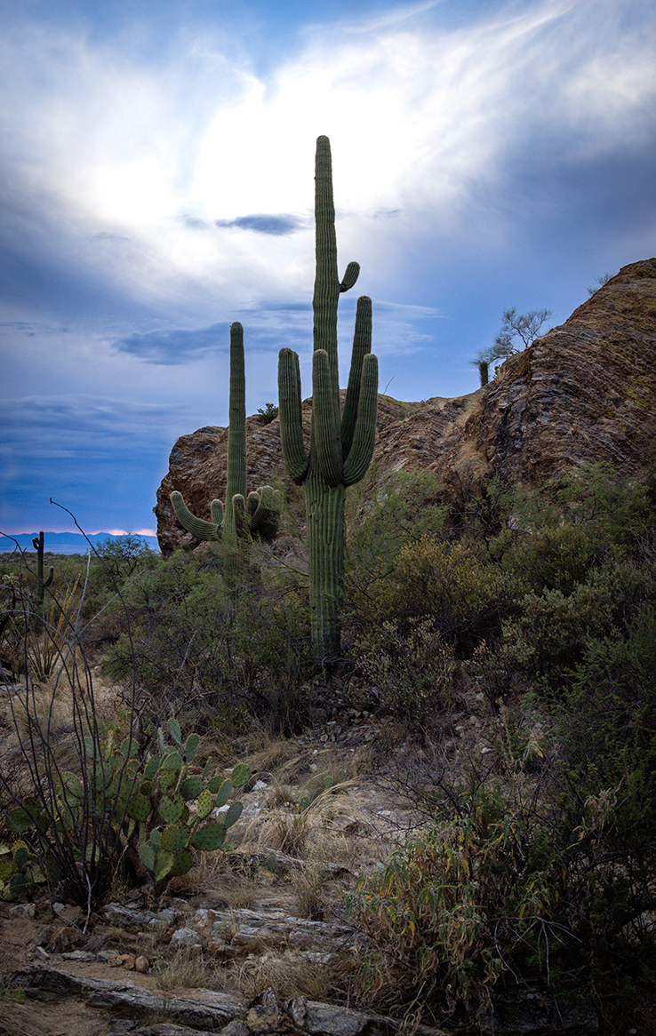 Saguaro National Park Ost