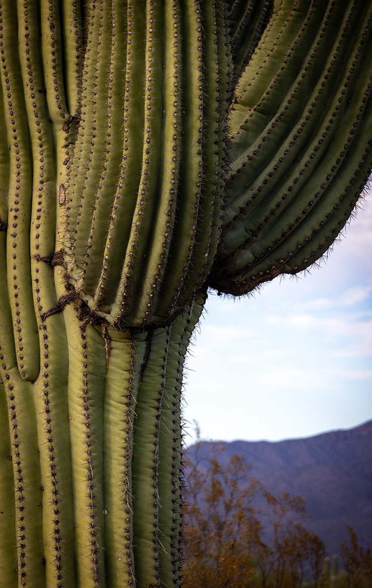 Saguaro National Park Ost