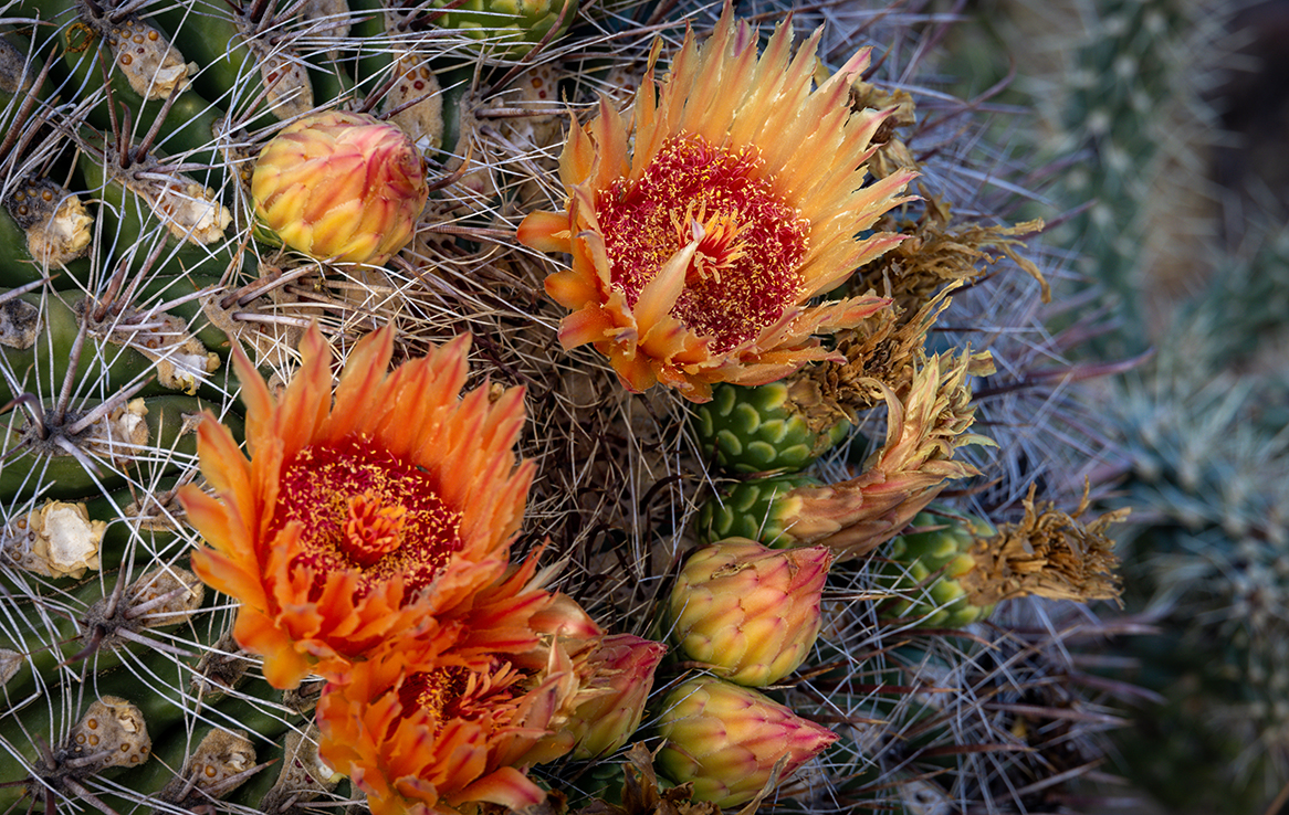 Saguaro National Park Ost