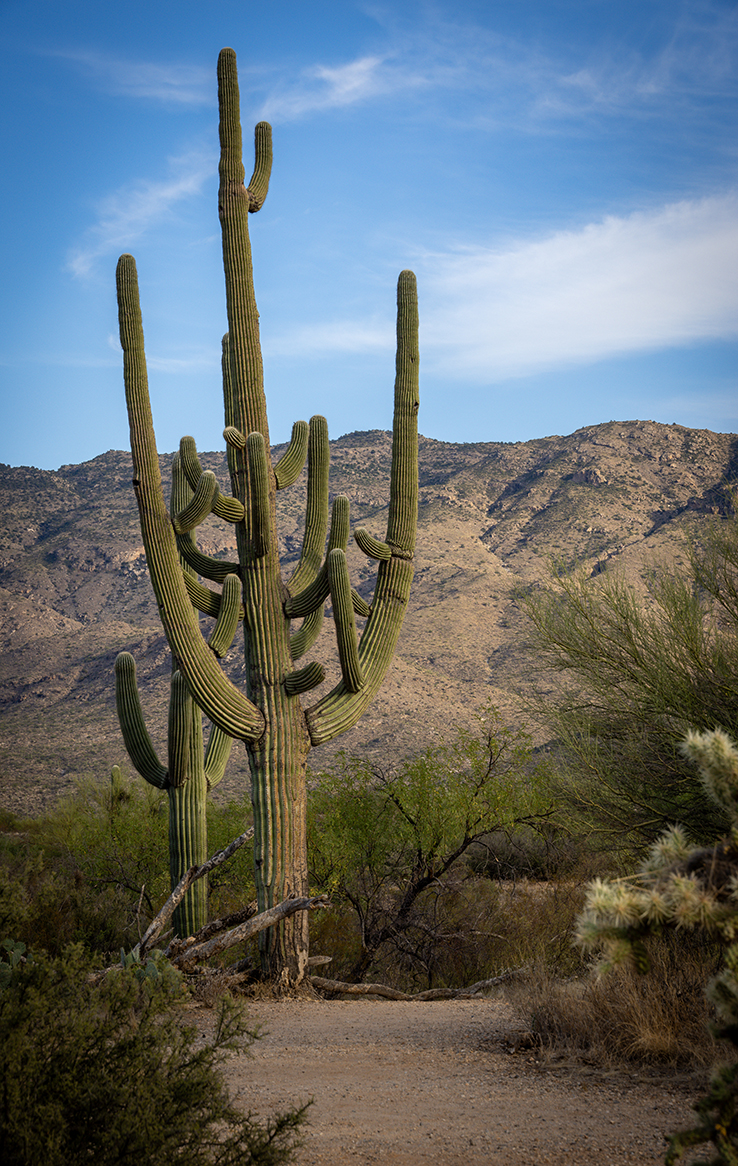 Saguaro National Park Ost