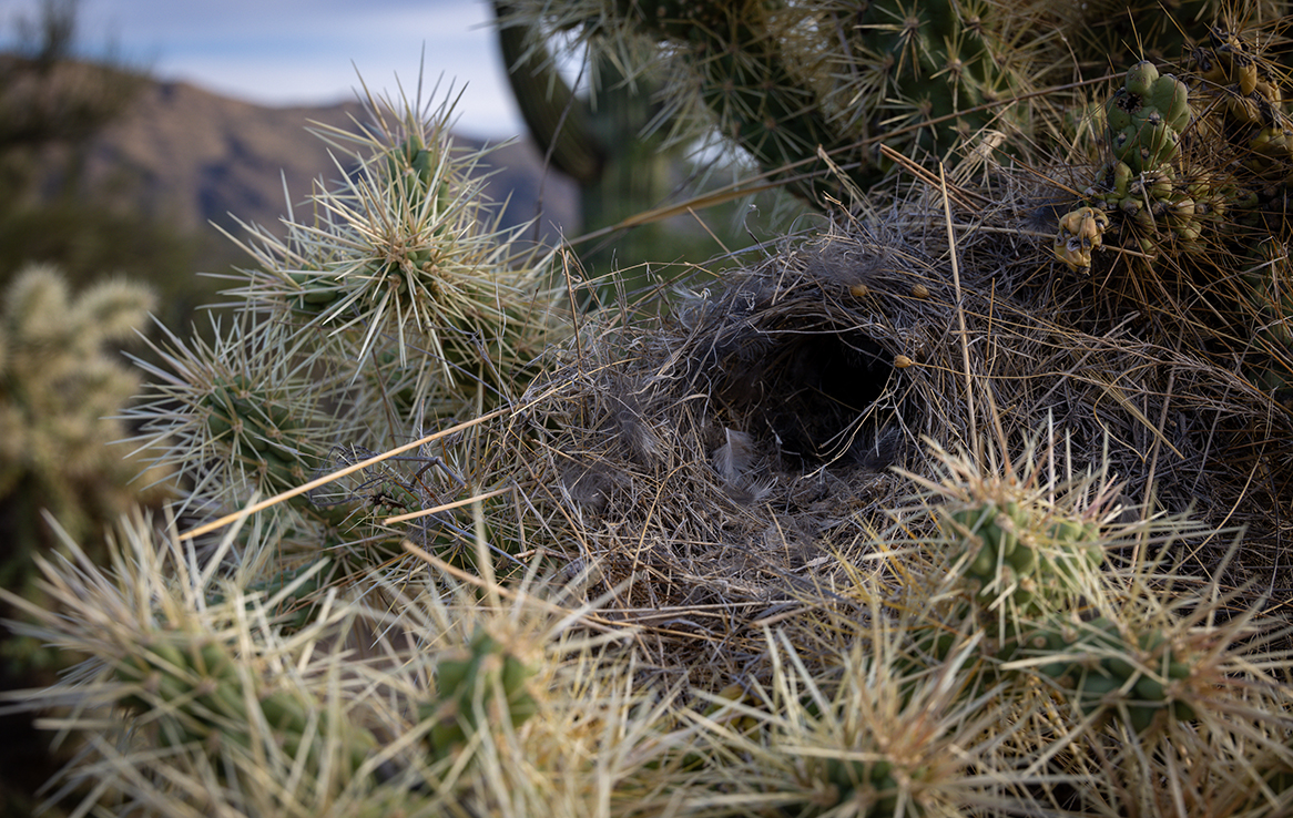 Saguaro National Park Ost