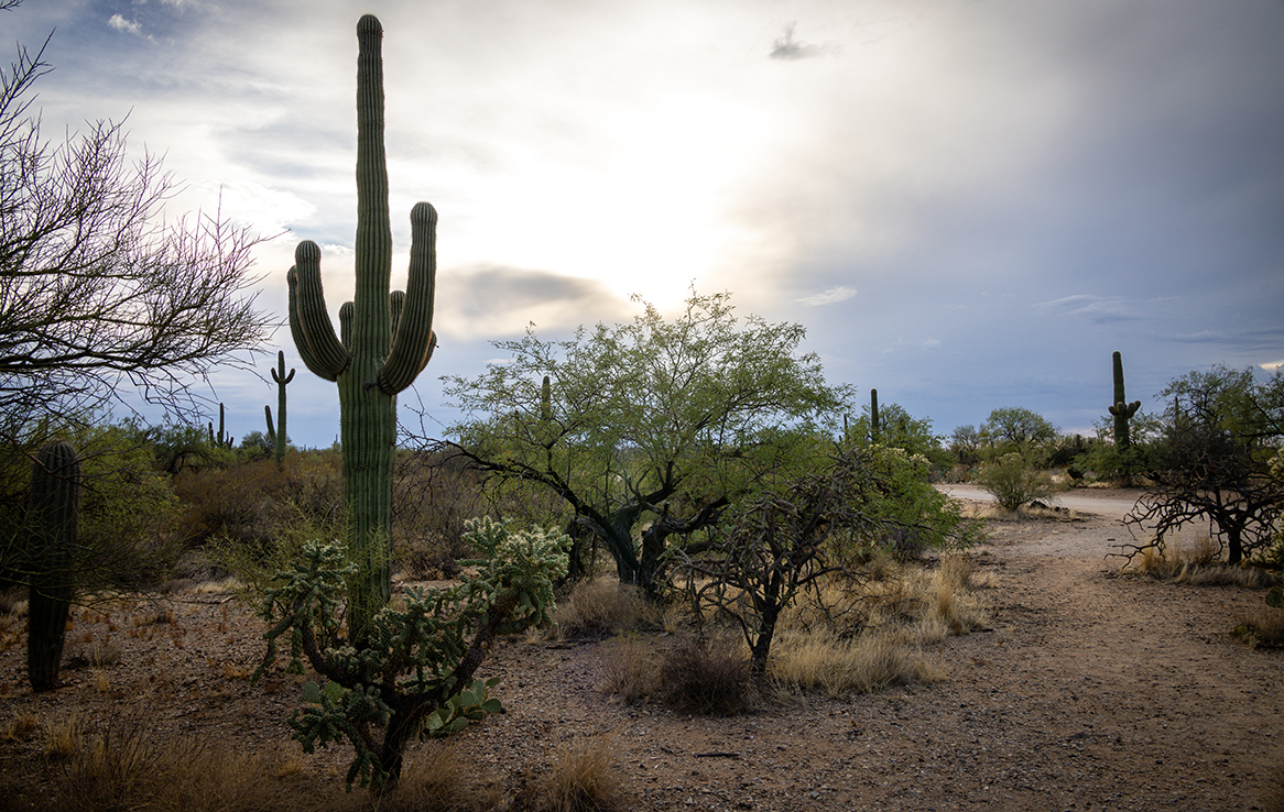 Saguaro National Park Ost