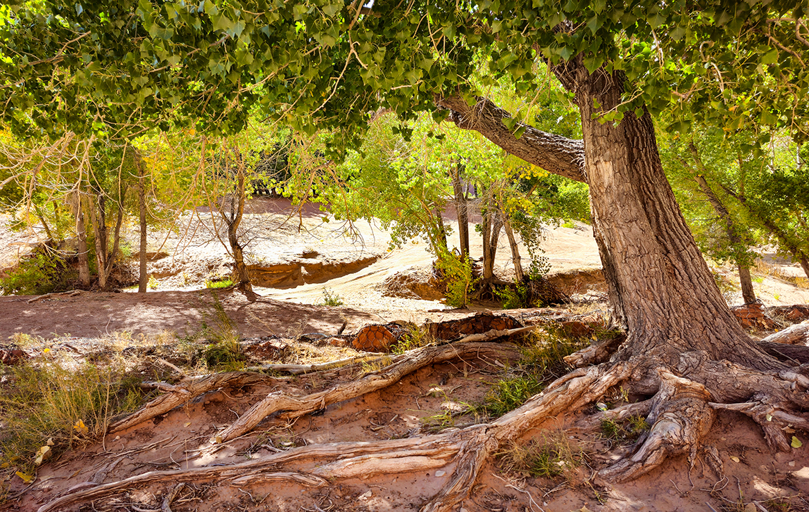 Canyon de Chelly (Canyon del Muerto)