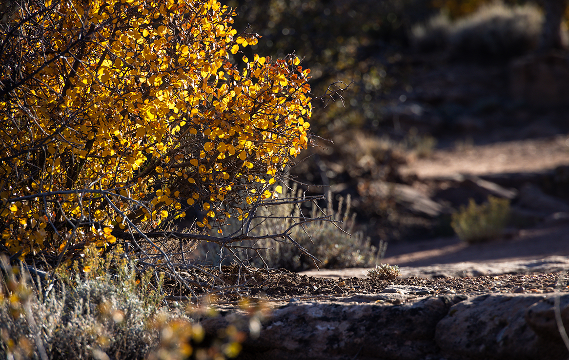 Canyon de Chelly