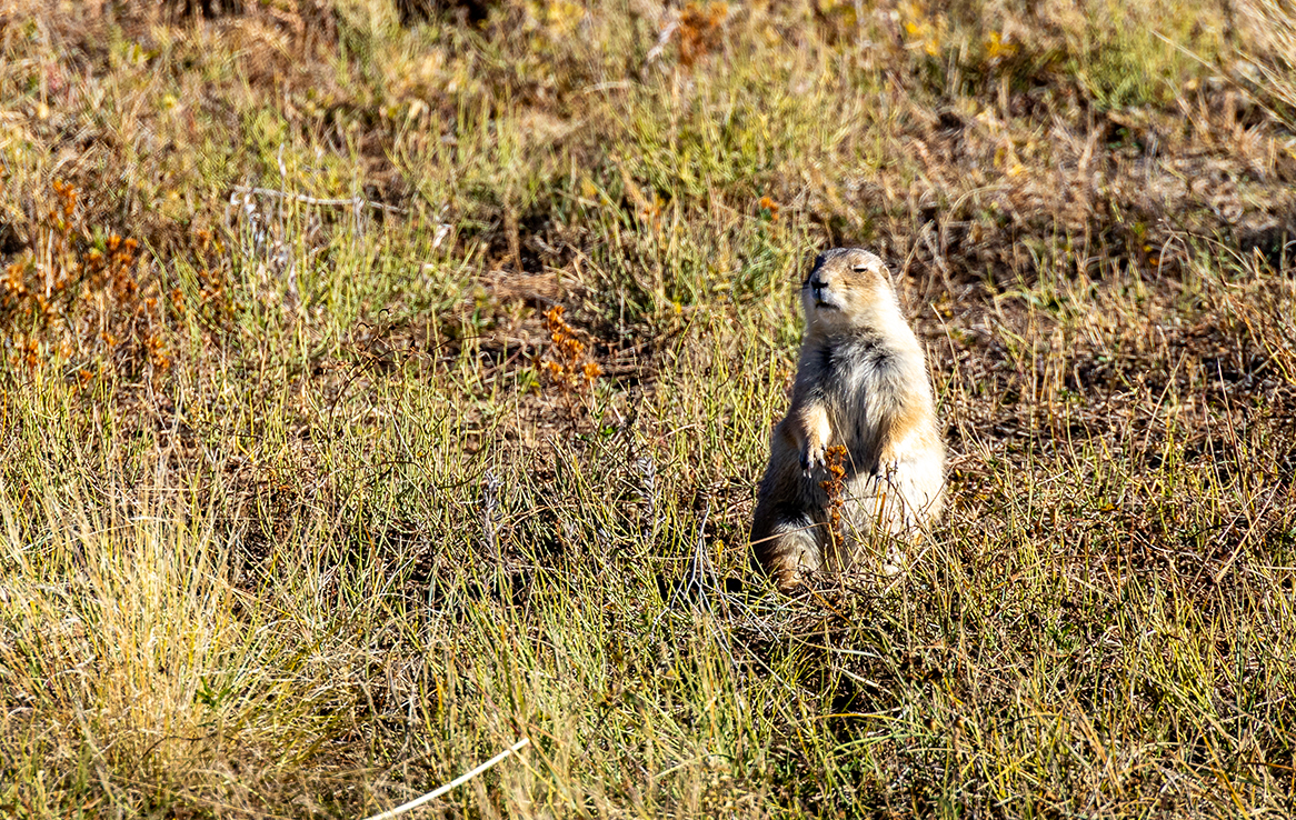 Rocky Mountain Arsenal National Wildlife Refuge
