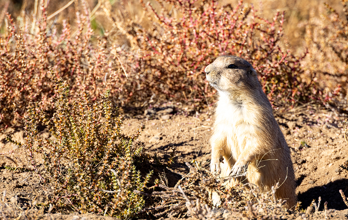 Rocky Mountain Arsenal National Wildlife Refuge