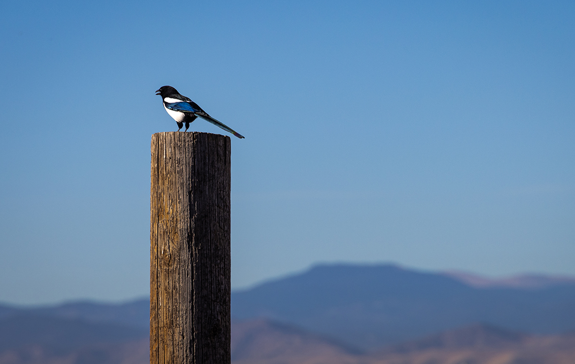 Rocky Mountain Arsenal National Wildlife Refuge