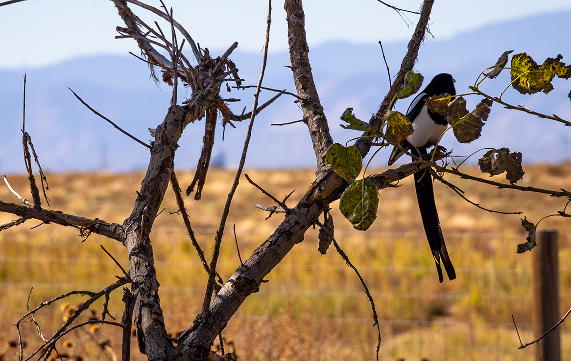 Rocky Mountain Arsenal National Wildlife Refuge