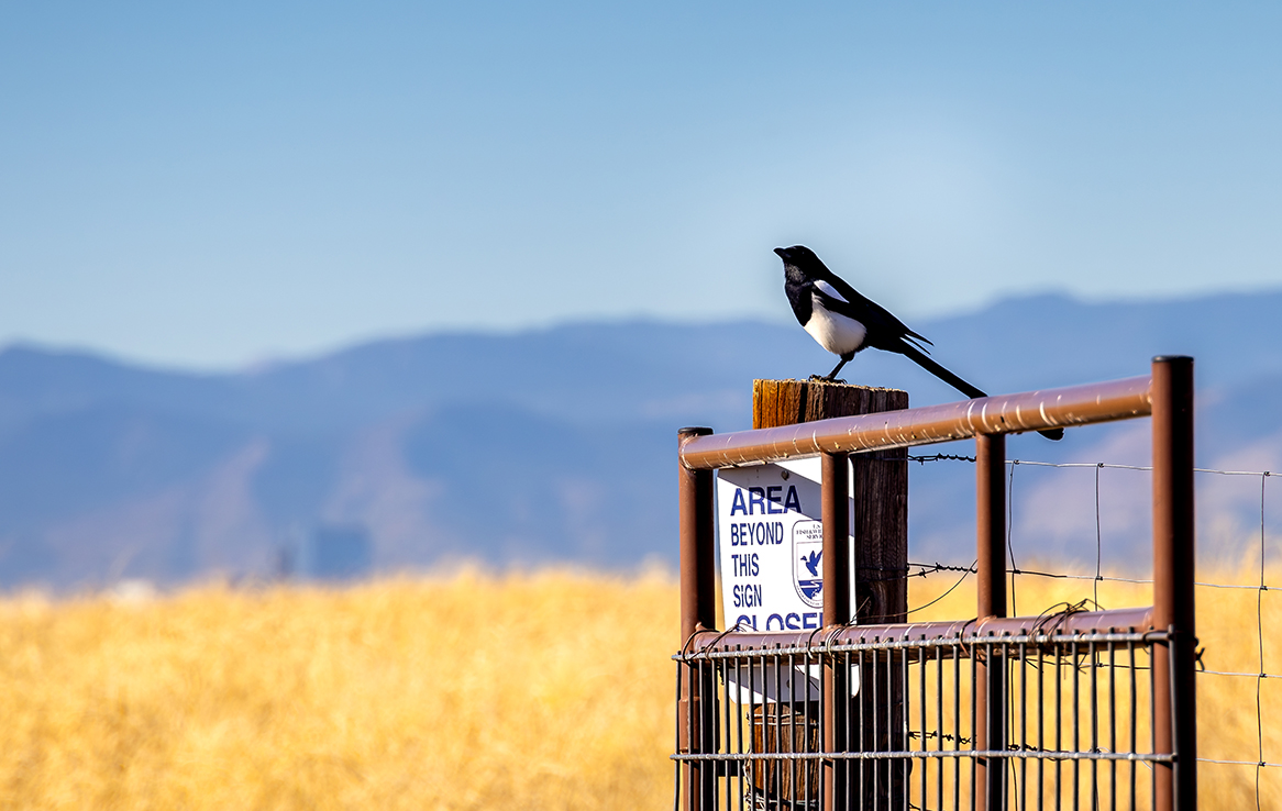 Rocky Mountain Arsenal National Wildlife Refuge