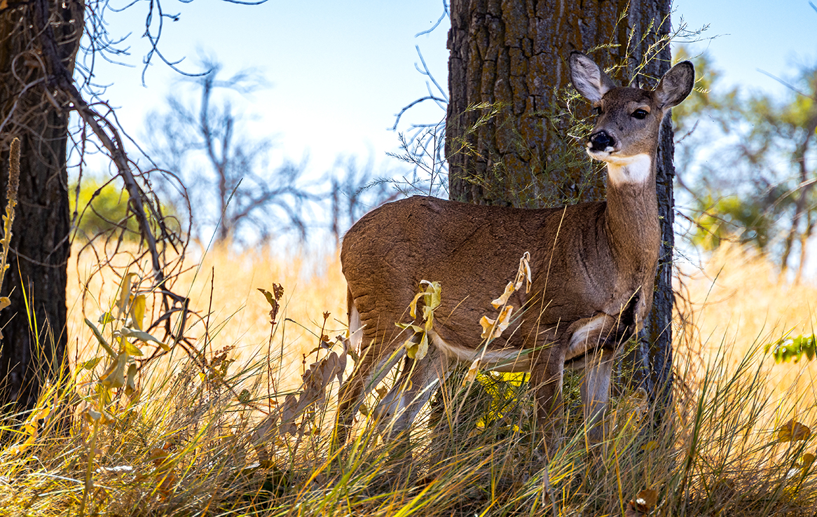 Rocky Mountain Arsenal National Wildlife Refuge