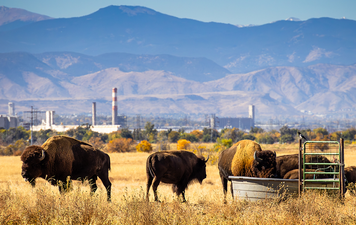 Rocky Mountain Arsenal National Wildlife Refuge