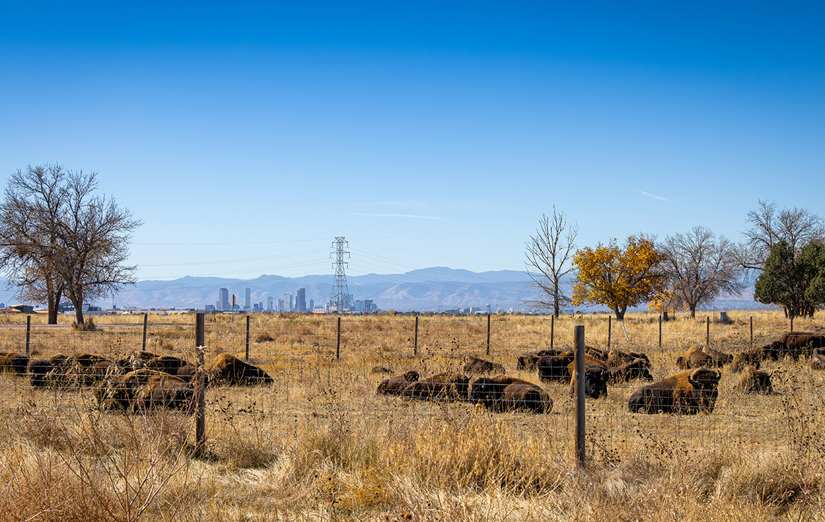 Rocky Mountain Arsenal National Wildlife Refuge