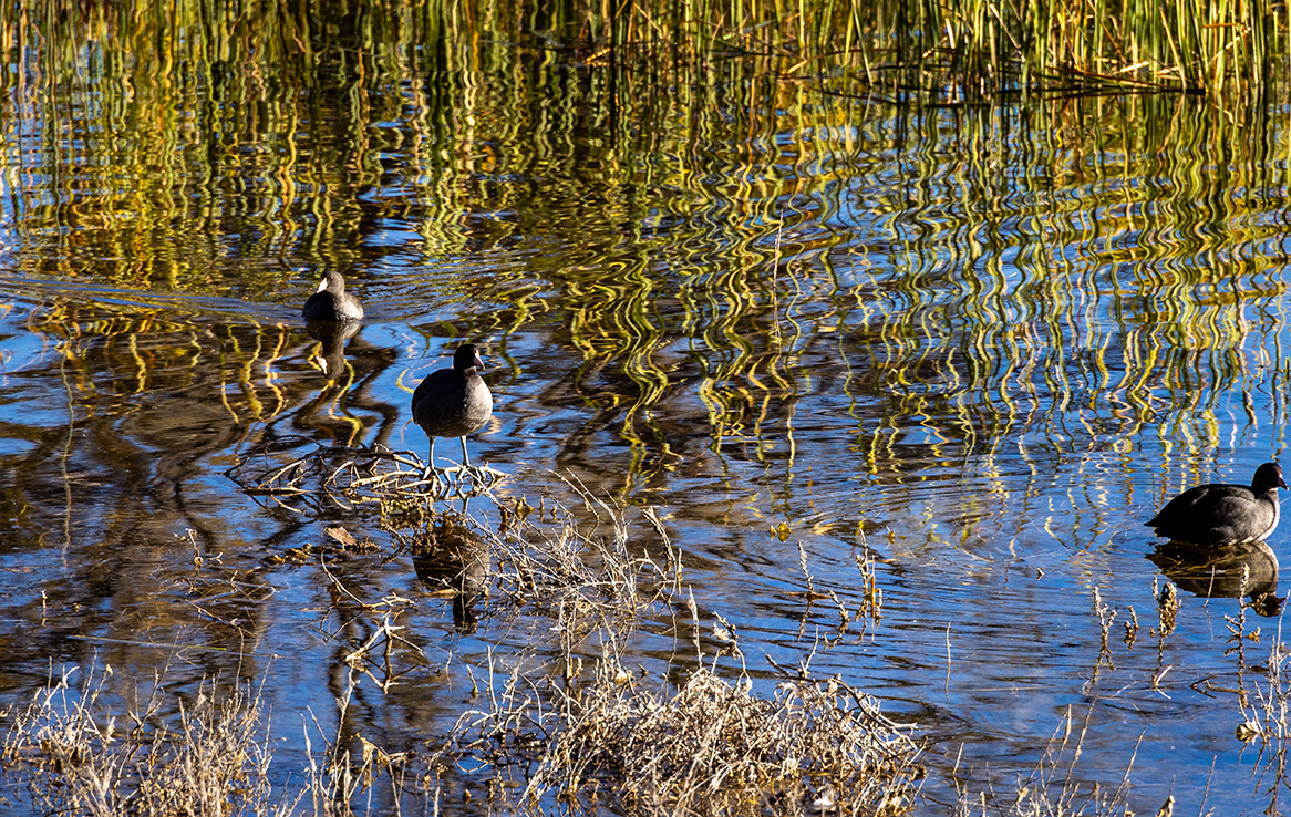 Rocky Mountain Arsenal National Wildlife Refuge