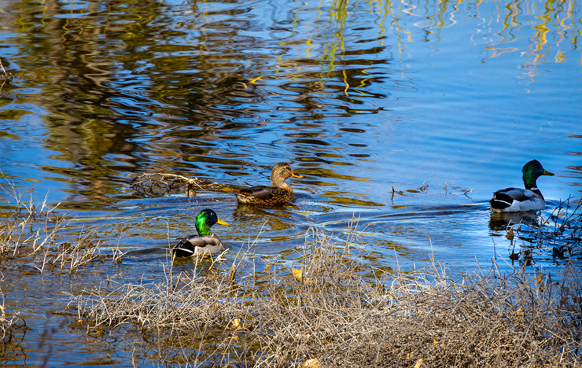 Rocky Mountain Arsenal National Wildlife Refuge