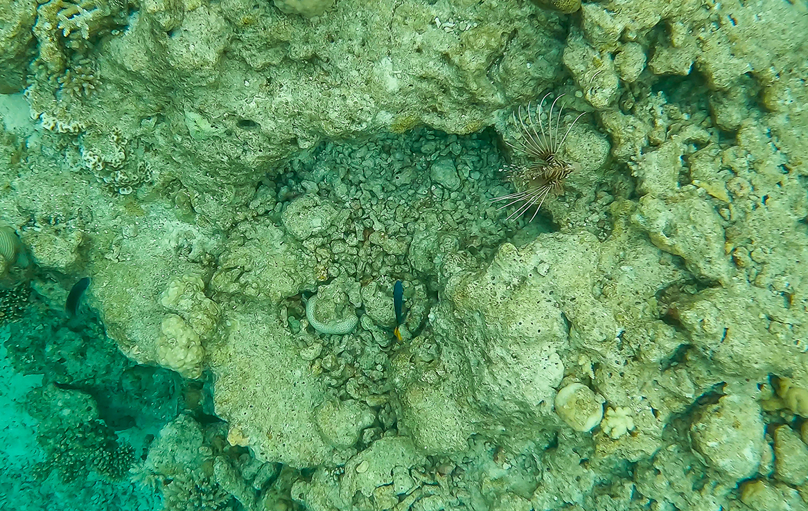 Feuerfisch