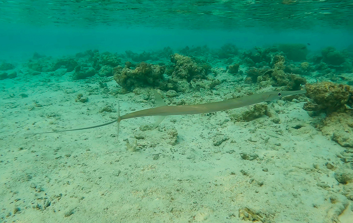 Flötenfisch
